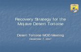 Recovery Strategy for the Mojave Desert Tortoise...Dec 07, 2017  · Welcome to the Desert Tortoise Recovery Portal The purpose OF this portal is to support land managers, project