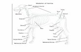 Skeleton of Canine€¦ · Skeleton of Canine. Title: Equine figure1 Created Date: 20150309125607-08'00' ...