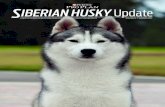 SIBERIAN HUSKY Update - Dog Home | Purina® Pro …...Tumnatki Siberian Husky breeder Karen Yeargain is shown with “Stetson,” a 5-year-old male from the second litter she bred