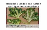 Herbicide Modes and Action and Symptoms on Plantsmtvernon.wsu.edu/wp-content/uploads/2016/01/Hcide... · Herbicide Modes and Action and Symptoms on Plants • Discuss various classes