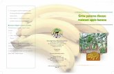 Grow panama disease resistant apple banana - KALROkalro.org/fileadmin/publications/brochuresII/Grow... · Resistant “Apple” banana varieties The following are resistant “Apple”