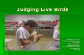 Judging Live Birds - ExtensionLive Birds - - Practice. The class can be placed on pigmentation. Two birds (# 3 & #4) are more bleached, and have less pigment. 3 has better handling