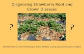Diagnosing Strawberry Root and Crown Diseasescesantabarbara.ucanr.edu/files/157089.pdf · Most make large numbers of thick-walled chlamydospores in chains or clusters . Fusarium oxysporum