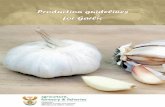 PProduction guidelines roduction guidelines ffor Garlicor Garlic and... · 2010-03-26 · Garlic thrives well in warm climates but it can survive winter temperatures. Most of the