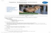 Capybara, Hydrochoerus hydrochaerisdooleyclasses.sandvox.net/capybara-fact-sheet.pdf · About 3.5 million years ago, capybara dispersed to North America across the Panamanian land