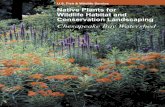 U.S. Fish & Wildlife Service Native Plants for Wildlife ... · Use native plants. Start by using natives to replace dead or dying non-native plants, or as a substitute for invasive