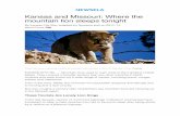Kansas and Missouri: Where the mountain lion sleeps tonight · Experts say the Midwest's growing number of mountain lions is the result of conservation and modern management. In Missouri,