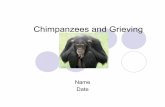 Chimpanzees and Grieving - Gavilan College · My Thesis In this presentation I will discuss the emerging behaviors of chimps that coincide with mankind. New behaviors and emotions,