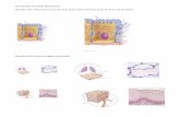 Unit 04 Skin and Body Membranes - MR. BURKE€¦ · Question #19: How does injury and cancer affect function and homeostasis of the integumentary system? 2015 . Basement Membrane