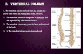 E. VERTEBRAL COLUMN...anterior portion of the thoracic cage. 2. The three parts of the sternum are manubrium, body, and xiphoid process. 3. The xiphoid process projects downward. 4.