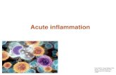 Acute inflammation - FMED UK · = acute inflammation area is walled off = tissue is irreversibly injured — replaced by a scar inflammation = inflammatory cells fail to eliminate
