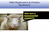 DNA Replication & Protein Synthesis · 2018-04-11 · DNA Replication & Protein Synthesis This isn’t a baaaaaaaddd chapter!!! The Discovery of DNA’s Structure Watson and Crick’s