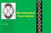 DNA: Replication & Protein Synthesis · DNA: Replication & Protein Synthesis Franklin’s X-ray diffraction pattern of DNA (crystal form) which Watson & Crick interpreted as a Double