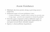 Axon Guidance - Department of Molecular & Cell Biologymcb.berkeley.edu/courses/mcb160/Fall2005Slides/Wk11M_111405.pdf · much of the axon outgrowth promoting ability of the extracellular