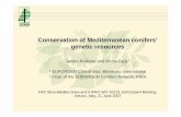 Conservation of Mediterranean conifers’ genetic resources · Conservation of Mediterranean conifers’ genetic resources Jarkko Koskela1 and Bruno Fady2 1 EUFORGEN Coordinator,