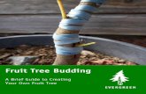 Fruit Tree Budding · vascular tissue of the bud must be in direct contact with the vascular tissue of the rootstock. This ensures that the wound response cells touch, allowing the