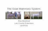 The Goat Mammary System - Kanionek€¦ · The Goat Mammary System Roy Beckford Lee County Extension UF/IFAS. Mammals and Mammaries • A major characteristic of mammalian species