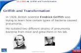 Griffith and Transformationkellywms.weebly.com/uploads/5/4/9/0/54901139/dna_history_and_st… · The Components and Structure of DNA X-Ray Evidence Rosalind Franklin used X-ray diffraction