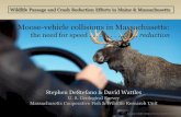 Moose-vehicle collisions in Massachusetts · 2019-03-12 · Worcester- Boston: occasional sightings Moose distribution in Massachusetts Central Highlands Berkshire Region ... 1980