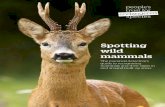 Spotting wild mammals - ptes.org · The mammal detective’s guide to recognising mammals and their signs in and around built-up areas Spotting wild mammals. Spotting wild mammals