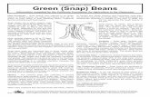 Commodity Fact Sheet Green (Snap) BeansNutritional Value – A 1/2 cup serving of snap beans is a good source of fiber, folate, and beta-carotene. Our bodies use beta-carotene to make