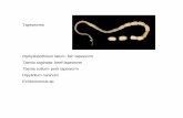 lecture 15 Feb 17 Echinococcus - SFU.ca pdfs/lecture_15... · 2015-02-06 · Echinococcus granulosus, The Hydatid Tapeworm Clinical Manifestations Echinococcosis (hydatid disease)