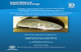 Gadopsis marmoratus ) during 2010/11...Westergaard, S. and Ye, Q. (2012). Captive spawning trials of river blackfish (Gadopsis marmoratus) during 2010/11 efforts towards saving local