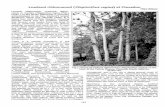 Lowland ribbonwood {Plagianthus regius) at Clevedon · Mike Wilcox Lowland ribbonwood riverbank ribbon wood or manatu {Plagianthus regius (Poit) Hochr.) of the family Malvaceae is