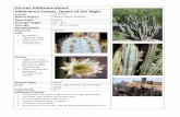 Cereus hildmannianus...Plant Type Cactus Average Height 10 ... Echinocactus grusonii Golden Barrel Family Cactaceae ... Fast growing and drought resistant; sometimes flowering in as