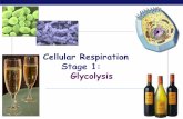 Chapter 9. Cellular Respiration STAGE 1: Glycolysis · 2011-11-18 · AP Biology Evolutionary perspective Prokaryotes first cells; no organelles Anaerobic atmosphere life on Earth