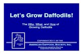 Let's Grow Daffodils!Daffodil Divisions 6 Daffodils are classified into 13 divisions. Divisions 1 through 12 are for cultivars (cultivated varieties) and are based on the physical