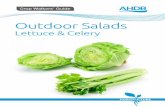 Lettuce & Celery - Microsoft...Celery fly 6.5 Cutworms 6.6 Silver Y moth 6.7 Slugs 6.8 Predators and Parasitoids on Outdoor Celery SECTION 7 Hoverfly larvae 7.1 Lacewing larvae 7.2