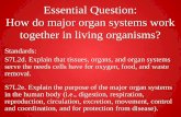 Essential Question: How do major organ systems work ... · Explain the purpose of the major organ systems in the human body (i.e., digestion, respiration, reproduction, circulation,