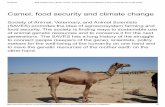 Body Condition Score (BCS) in Camel~ A amel, food security ...nagonline.net/wp-content/uploads/2016/08/Camel-BCS.pdf · Assessing adaptation of camel to a specific ecosystem by the