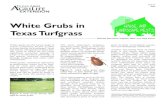 White Grubs in Texas Turfgrass - Texas A&M University...White Grubs in Texas Turfgrass Michael Merchant,Stephen Biles and Dale Mott* *Extension Urban Entomologist and Extension Agents-IPM,