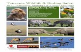Tanzania Wildlife & Birding SafariThe Ndutu area is part of the Serengeti, but administered as part of the large and vital Ngorongoro Conservation Area. It is the end of the line for
