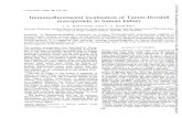 Immunofluorescentlocalization Tamm-Horsfall · J. clin. Path.(1969),22,334-339 Immunofluorescentlocalization ofTamm-Horsfall mucoproteinin humankidney J. K. McKENZIE1 ANDE. G. McQUEEN