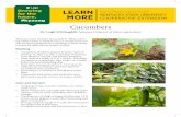 1,890 Growing LEARN for the KENTUCKY STATE UNIVERSITY ...€¦ · COOPERATIVE EXTENSION LEARN MORE • Cucumbers should be planted between April 20 and July 15, May 1 to July 1, and