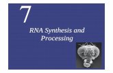 RNA Synthesis and Processingcontents.kocw.net/KOCW/document/2014/gacheon/parktaesik/... · 2016-09-09 · RNA synthesis continues until the polymerase encounters a termination signal.