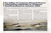 An influx of Common Ringed Plovers (Oh ius hi t'cu )in southern · 2015-03-04 · ic Complete Birds of North America. Na- tional Geographic Society, Washing- ton, D.C. Brinkley, E.