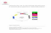 Dissecting the role of polynucleotide phosphorylase in ... · The gene pnp that codes for the exoribonuclease polynucleotide phosphorylase (PNPase) is found omnipresent in bacteria,