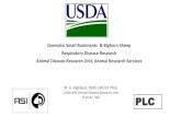 Domestic Small Ruminants & Bighorn Sheep Respiratory ... · Domestic Small Ruminants & Bighorn Sheep Respiratory Disease Research ... Overview of current and upcoming research. ...