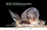 Conserving Grey Long-Eared Bats in our Landscape20et%20al... · 2020-04-16 · Conserving Grey Long-Eared Bats (Plecotus austriacus) in our Landscape: a Conservation Management Plan