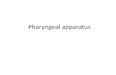 Pharyngeal apparatus · Pharyngeal arches •Six paired swellings -lateral wall of primitive pharynx •Fifth one disappears •Develops in 4th week i.u. Components of pharyngeal