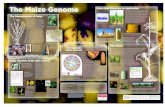 The Maize Genome From Gene Discovery to Application · From Gene Discovery to Application The Dynamic Maize Genome ... the underlying molecular basis of heterosis and the ... Analysis