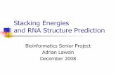 Stacking Energies and RNA Predictionwangj/rna/slides/Adrian2008.pdf · Importance of Stacking Energies in RNA Structure Prediction In nature, compounds try to achieve maximum stability.