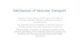 Mechanism of Vesicular Transport - Daumcfs7.blog.daum.net/upload_control/download.blog?fhandle=...vesicular transport 1. Isolation of yeast mutants that are defective in protein transport