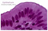 EpitheliumAug 03, 2019  · Types of Glandular Epithelia. Formation of glands from surface epithelium. Exocrine gland Endocrine gland Secretory portion Secretory portion Blood vessel