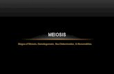 MEIOSIS - Weebly · 2019-11-06 · Gametogenesis • Is the formation of sex cells in meiosis. • In animals it takes place in the testes and ovaries. • Produced by meiosis, sex