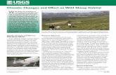Climatic Changes and Effect on Wild Sheep Habitat · Climatic Changes and Effect on Wild Sheep Habitat. ild sheep are sensitive to environmental change and . may be an effective indicator